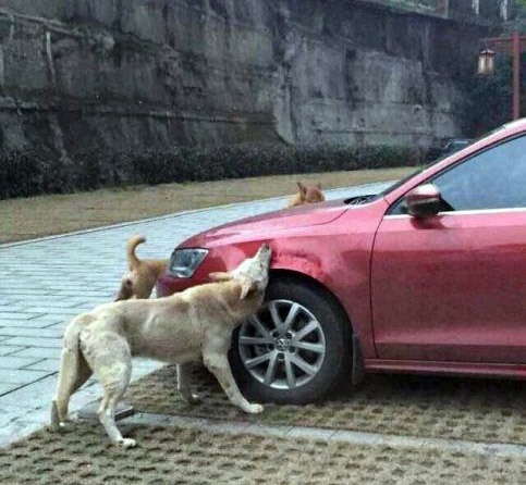 Собаки-вандалы изувечили Volkswagen Jetta
