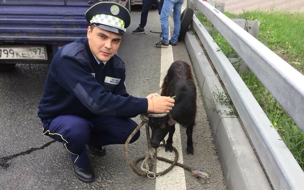 Козлы и котики: чем занимается «Дорожный патруль» в Москве