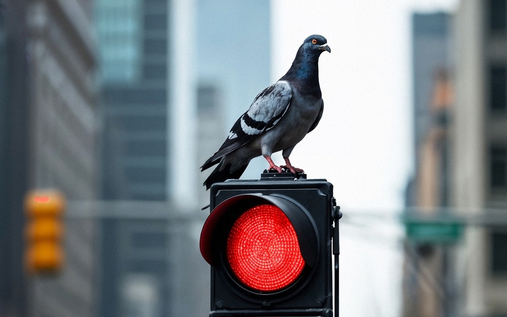 Когда за проезд на красный свет штраф не грозит: ответ юриста