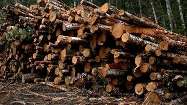 Трассой до Питера займется специальный экологический комитет