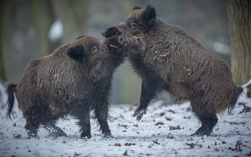 Семейка упитанных кабанчиков порадовала автомобилистов Подмосковья (видео)