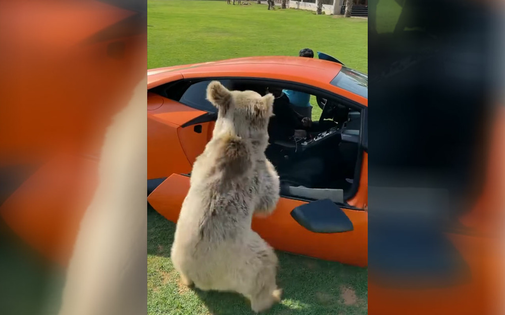 Дружелюбный медведь оторвал дверь Lamborghini - видео