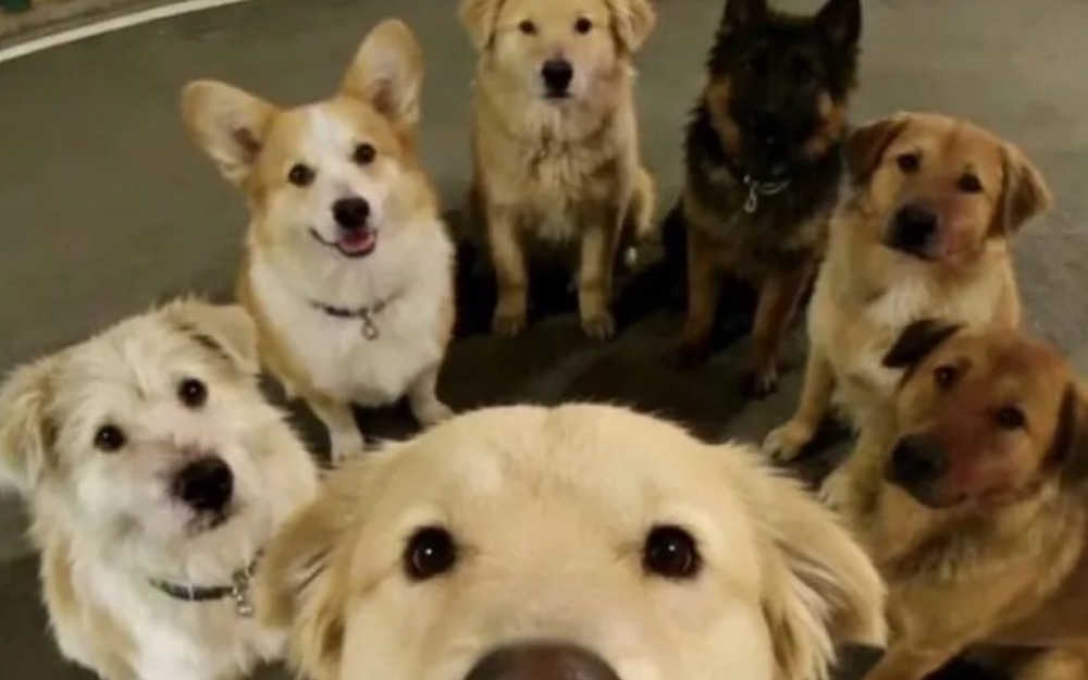 7 собак на автотрассе - трогательная история из Китая