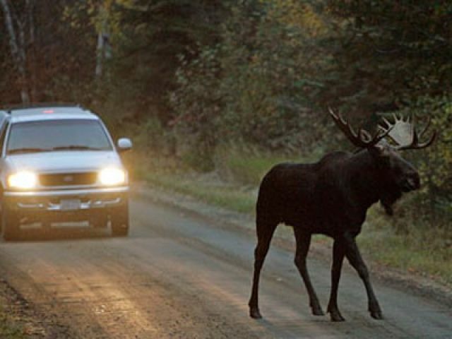 Прокуратура МО взыскала ущерб с автовладельцев за сбитых на дороге животных