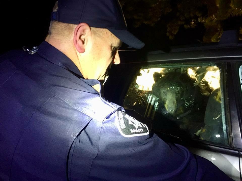 Медведь вломился в автомобиль и не смог выйти
