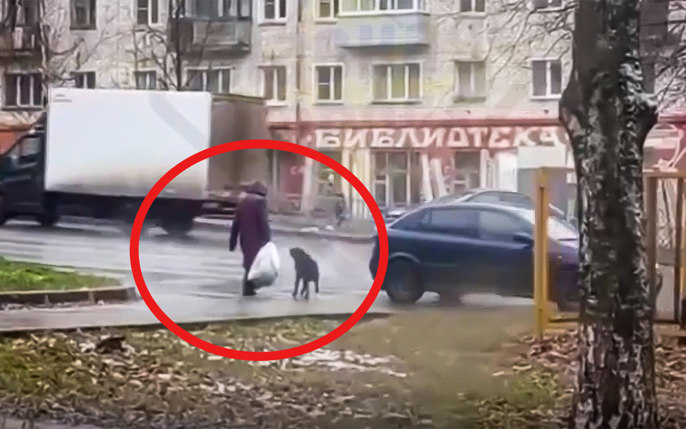 Собака попыталась научить хозяйку ПДД, но тщетно (видео)