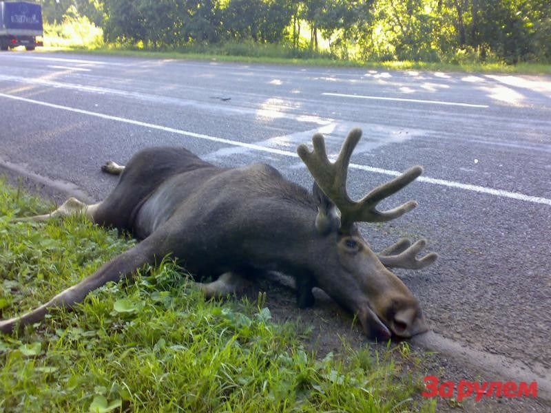 Лоси стали причиной двух тяжелых ДТП