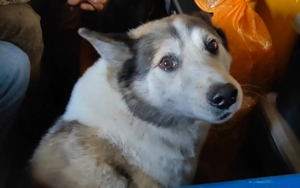 Рыбаки и собака на ЗИЛ-131 застряли во льдах реки Яны